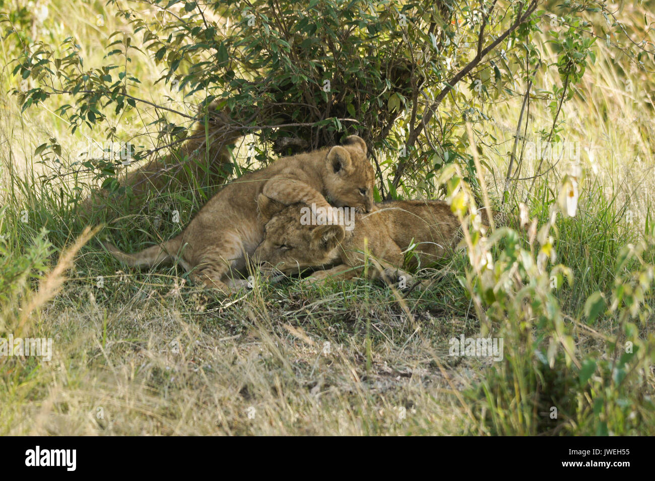 Tiny LION CUB giocando con il vecchio pelo cub, Masai Mara Game Reserve, Kenya Foto Stock
