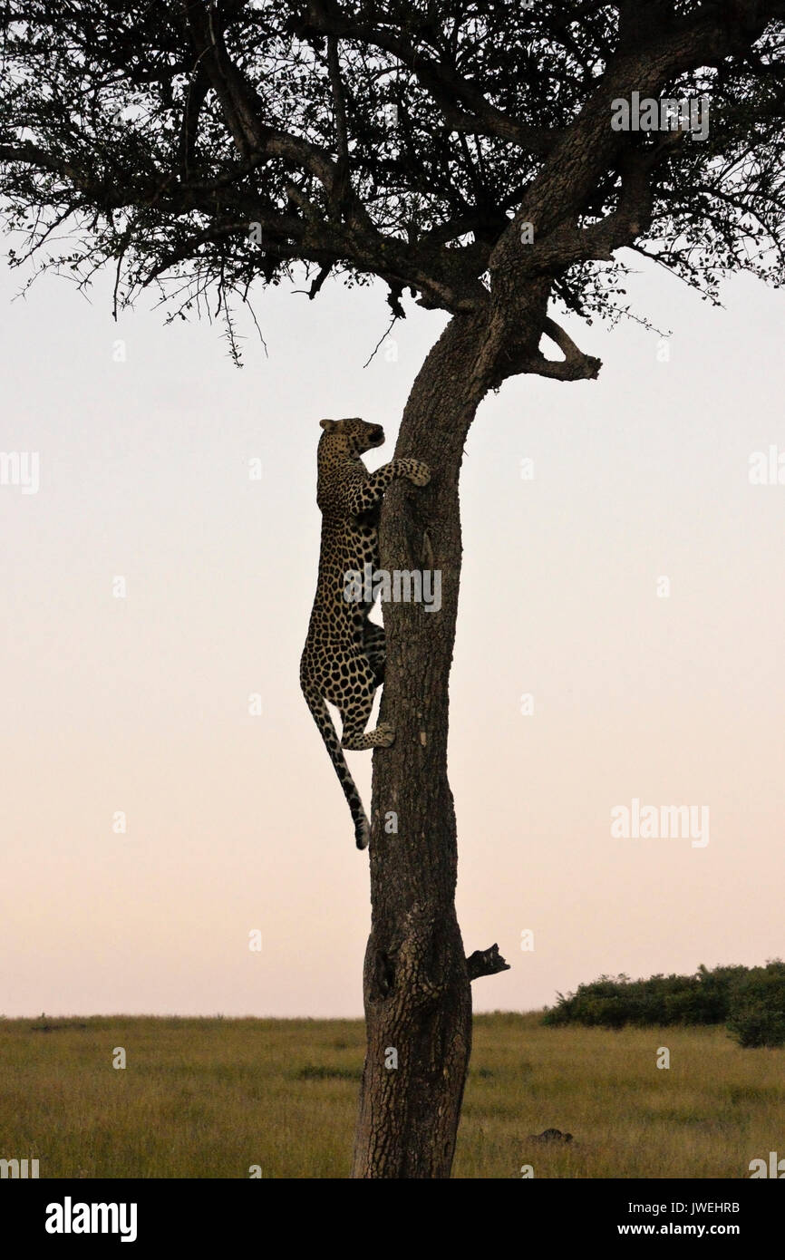 Leopard struttura discendente al giorno di fine, il Masai Mara Game Reserve, Kenya Foto Stock