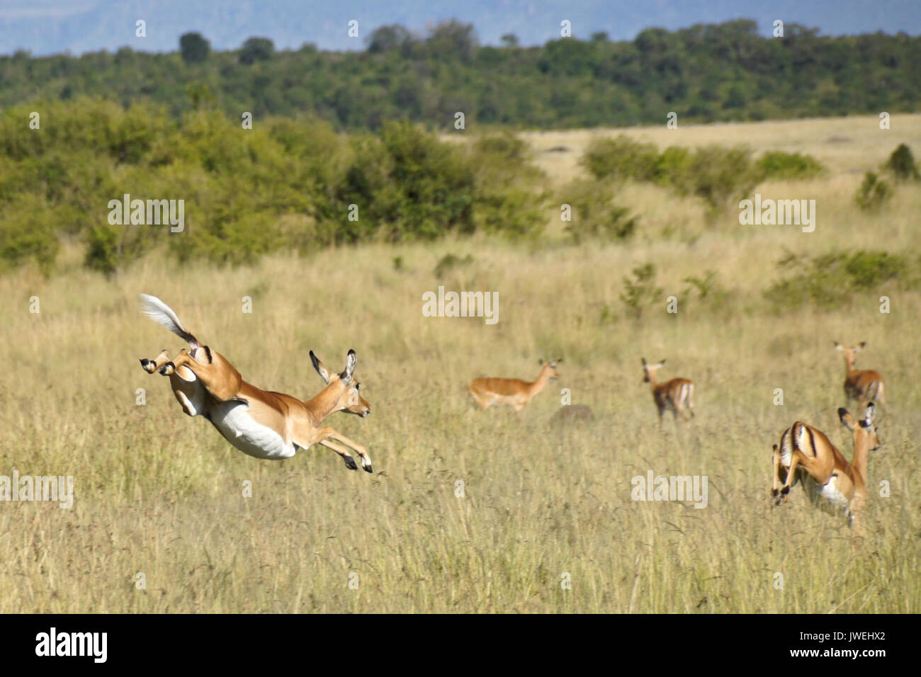 Impala femmina correre e saltare, Masai Mara Game Reserve, Kenya Foto Stock