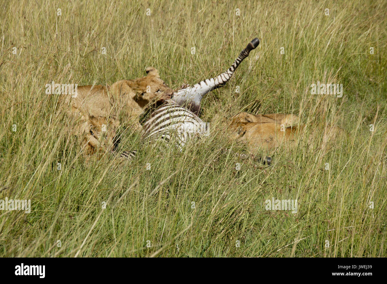 Lion cubs alimentazione su un kill zebra, il Masai Mara Game Reserve, Kenya Foto Stock