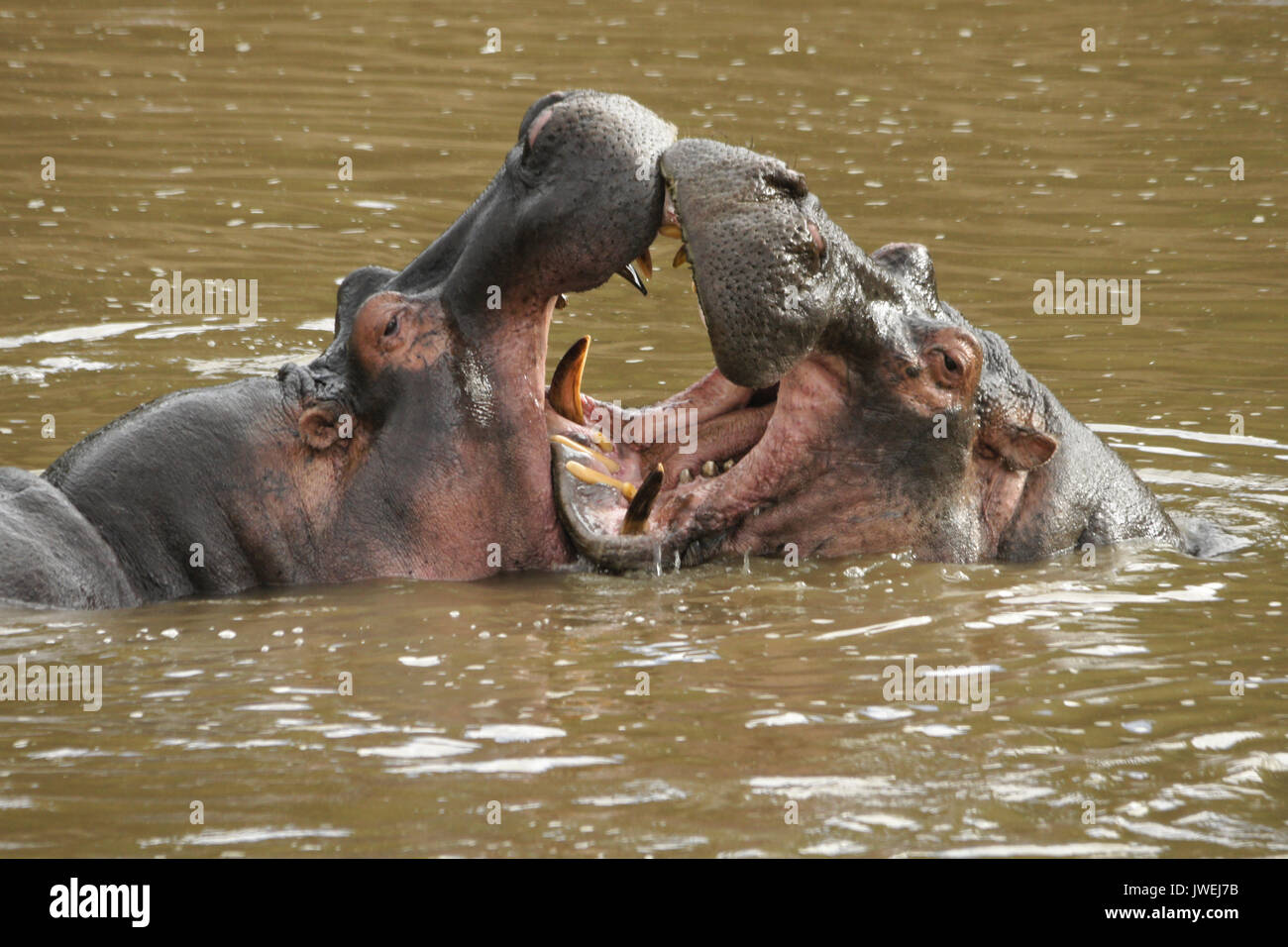 Ippopotami play-combattimento (imboccatura) nel fiume di Mara, il Masai Mara Game Reserve, Kenya Foto Stock