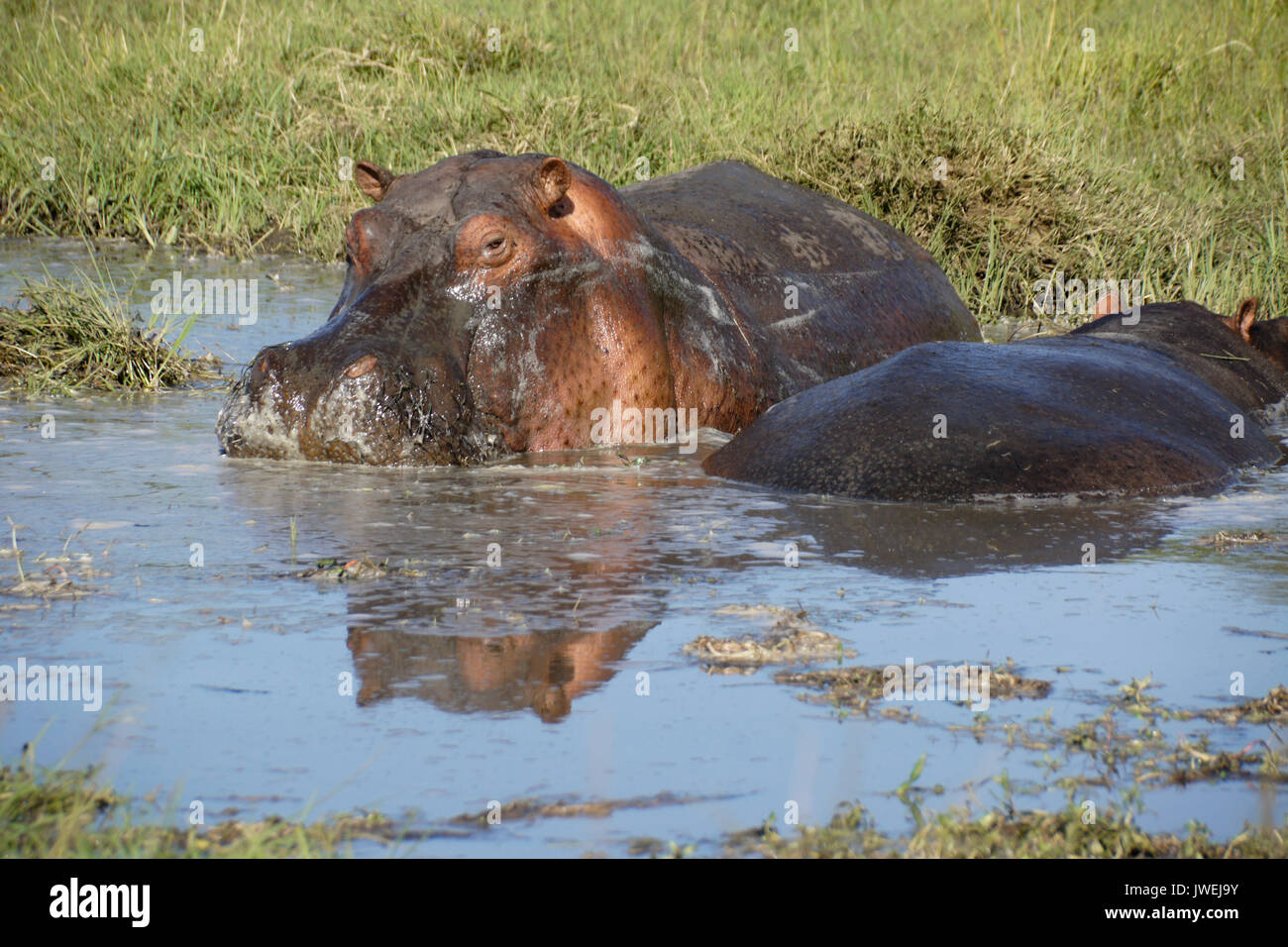 Ippopotami wallowing in una piccola piscina, il Masai Mara Game Reserve, Kenya Foto Stock