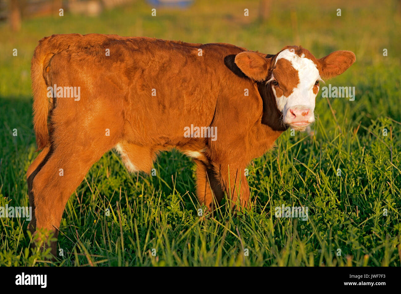 Mucca vitello Angus Hereford staninding trasversale in prato, ritratto closeup Foto Stock