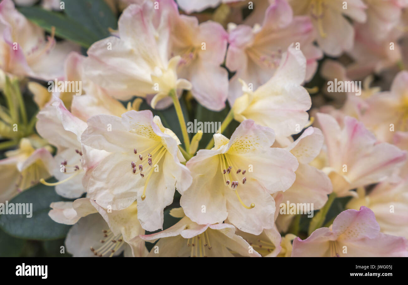 Blühende rosa Azalee (Rhododendron spec.) Bayern, Deutschland, Europa Foto Stock