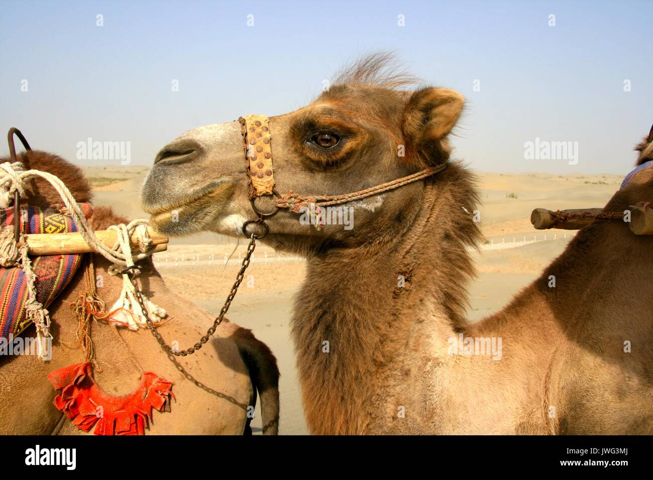 Primo piano di cammelli nel deserto Taklamakan vicino al Rawak Rovine non lontano da Hotan Foto Stock