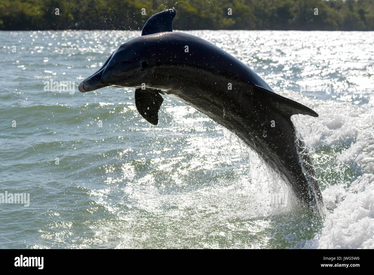 Il tursiope o delfino maggiore (Tursiops truncatus) violare vicino a Marco Island, Florida, Stati Uniti d'America Foto Stock