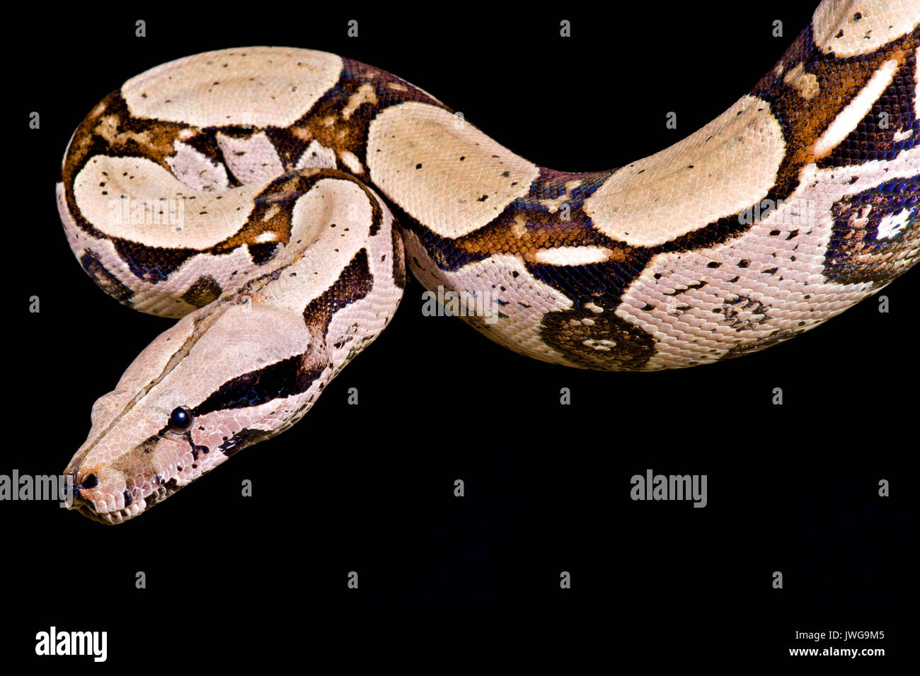 Red-tailed boa, Boa constrictor imperator Foto Stock