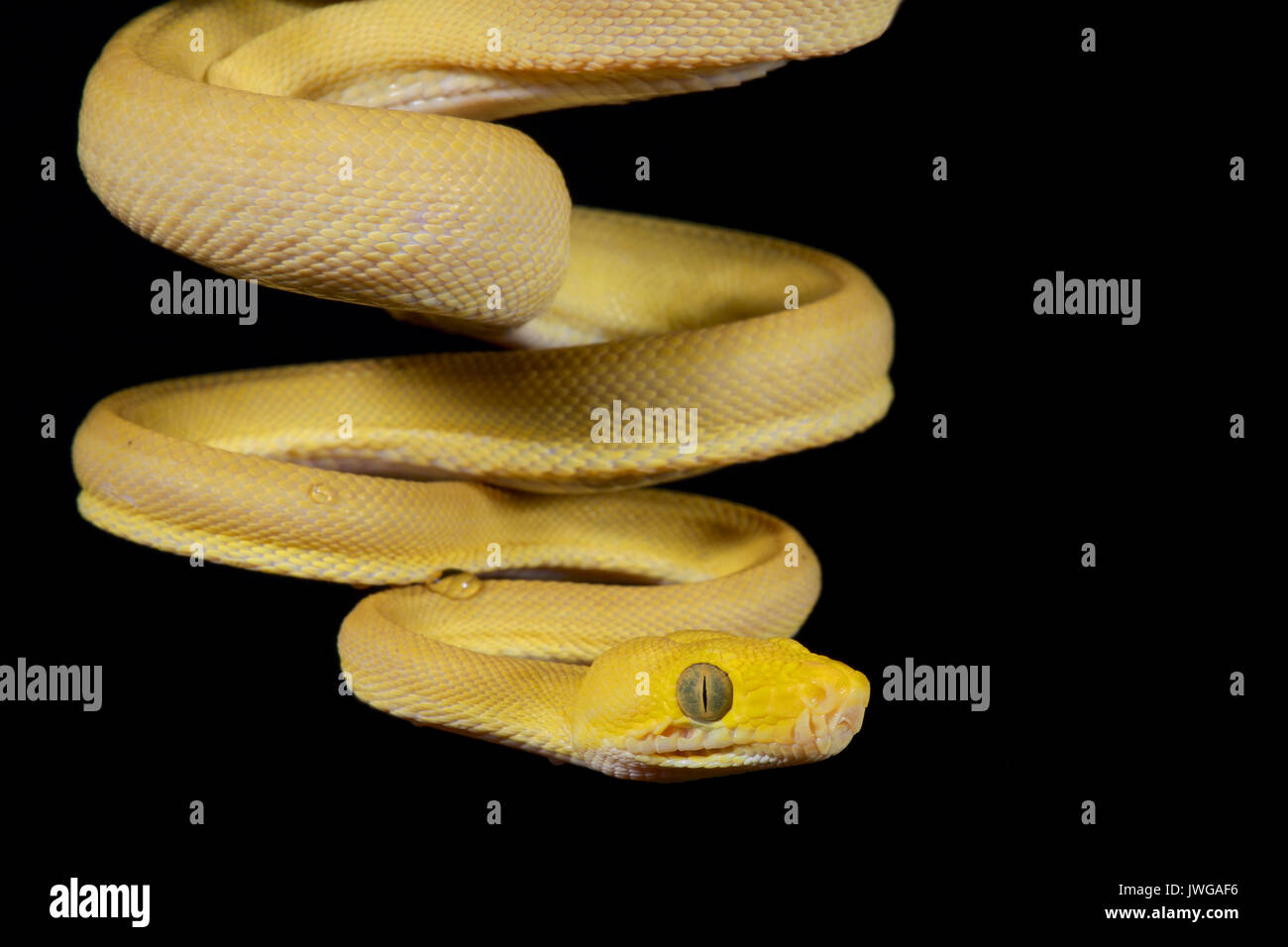 Amazon tree boa, Corallus hortulanus Foto Stock
