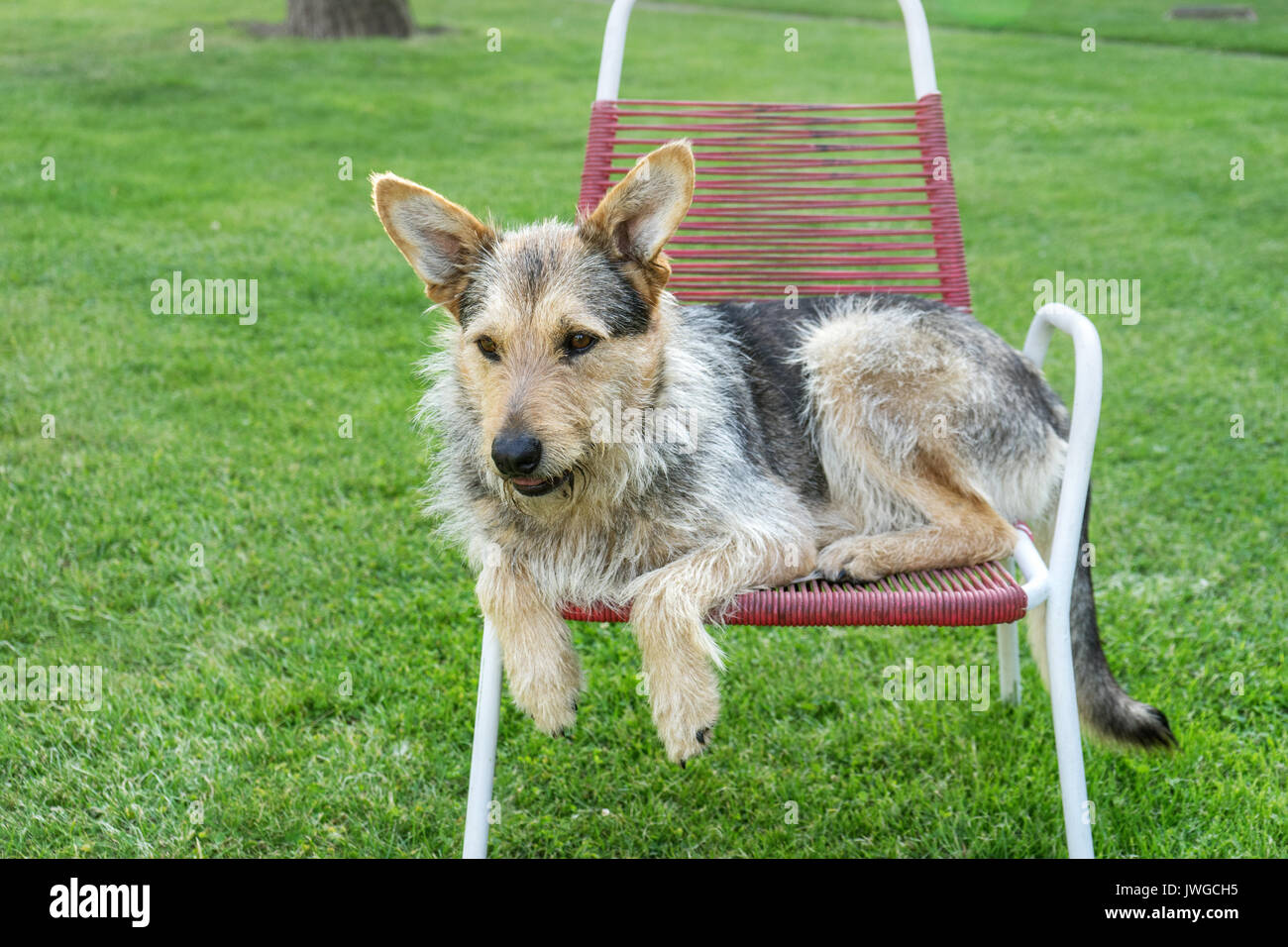 Mixed-razza cane giace su un rosso sedia da giardino Foto Stock