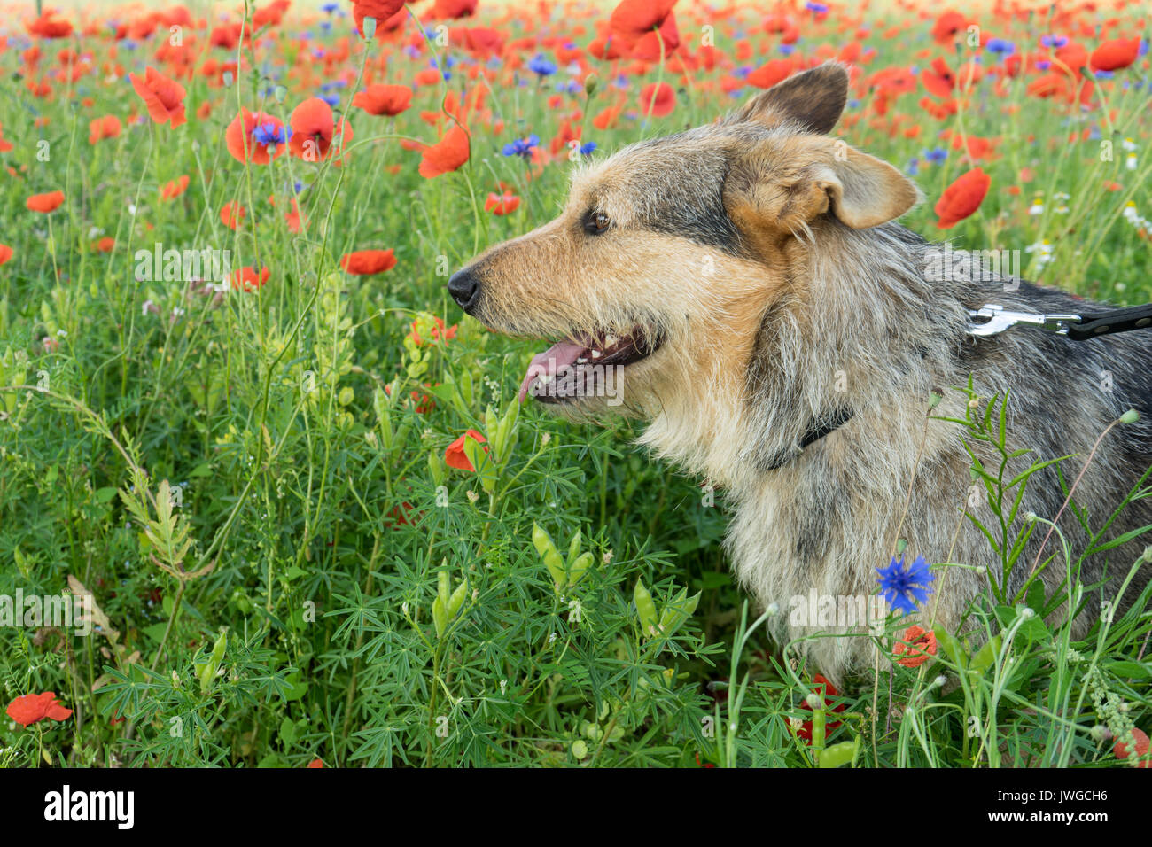 Mixed-razza cane in un prato con papavero rosso Foto Stock