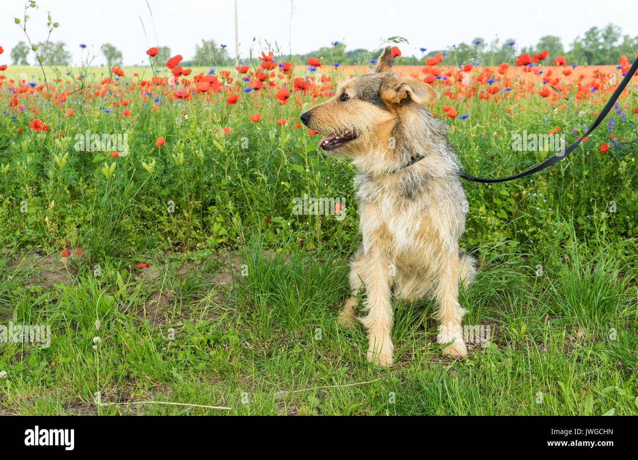 Mixed-razza cane in un prato con papavero rosso Foto Stock Mixed-razza cane in un prato con papavero rosso Foto Stock