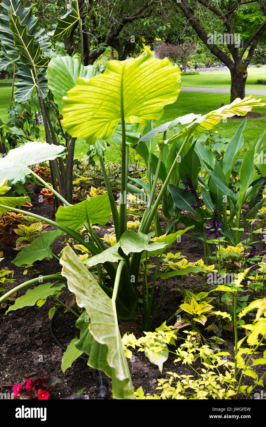 Il verde lungo i gambi e le foglie di un orecchio di elefanti impianto in una frontiera presso i Giardini Butchart Victoria Vancouver Island British Columbia Canada Foto Stock