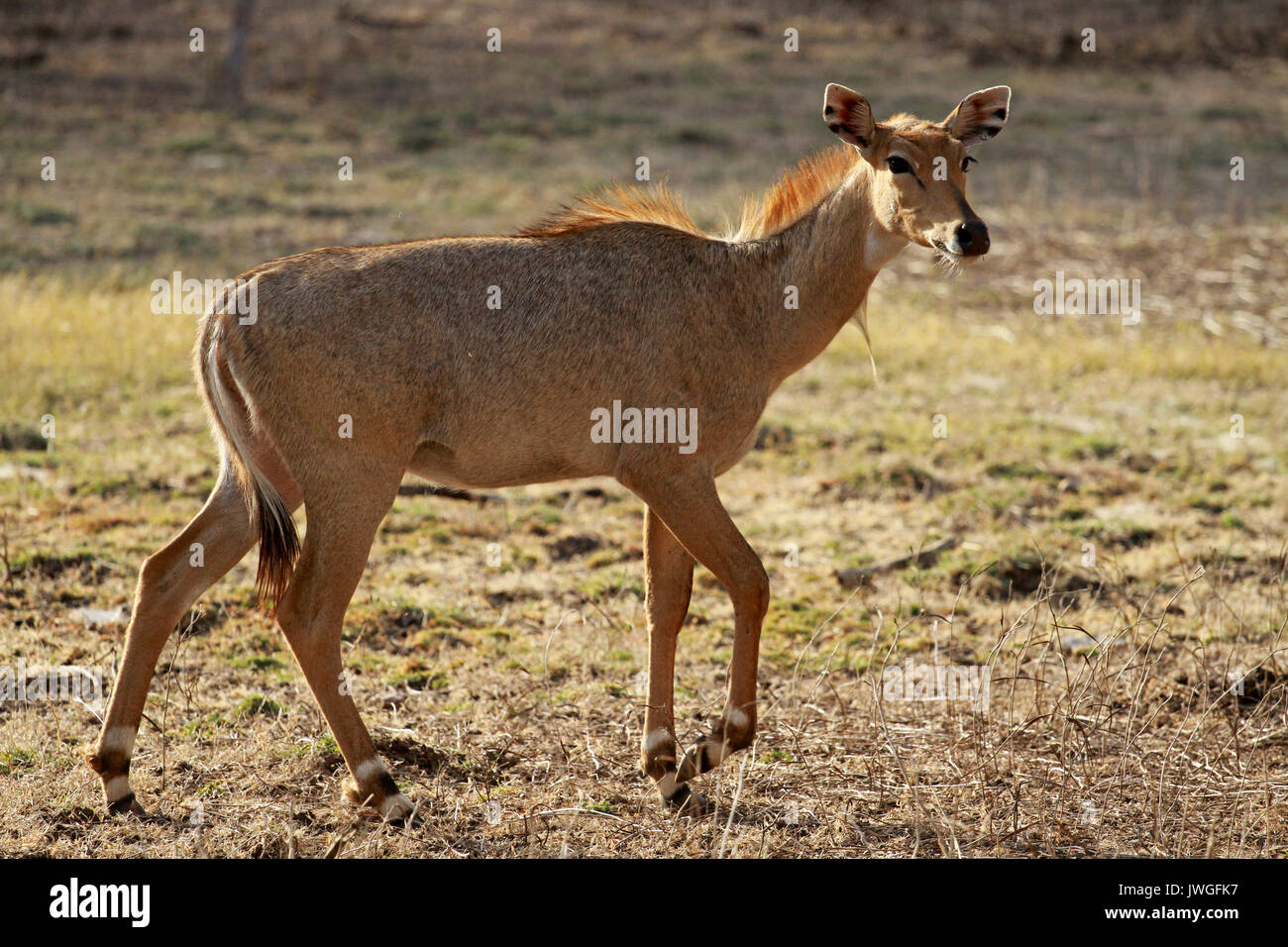 Indian antilopi, il parco nazionale di Ranthambore, India Foto Stock