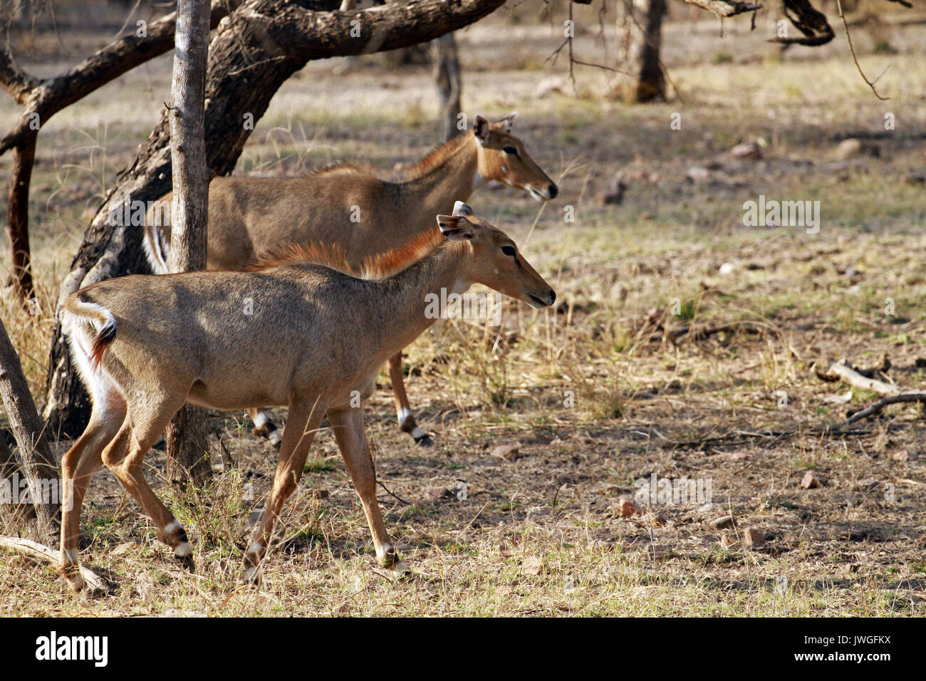 Indian antilopi, il parco nazionale di Ranthambore, India Foto Stock