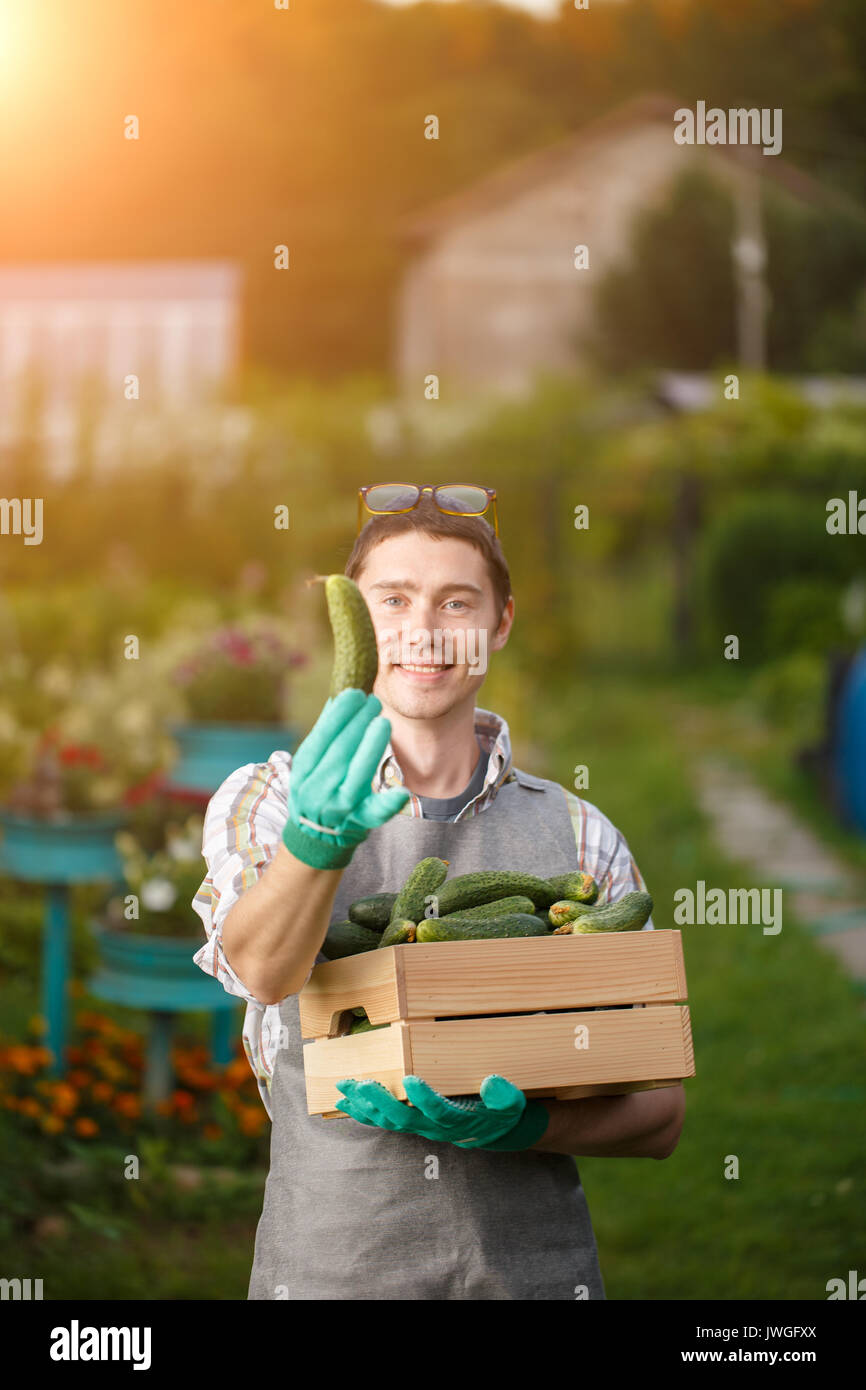 Uomo con scatola di cetrioli Foto Stock