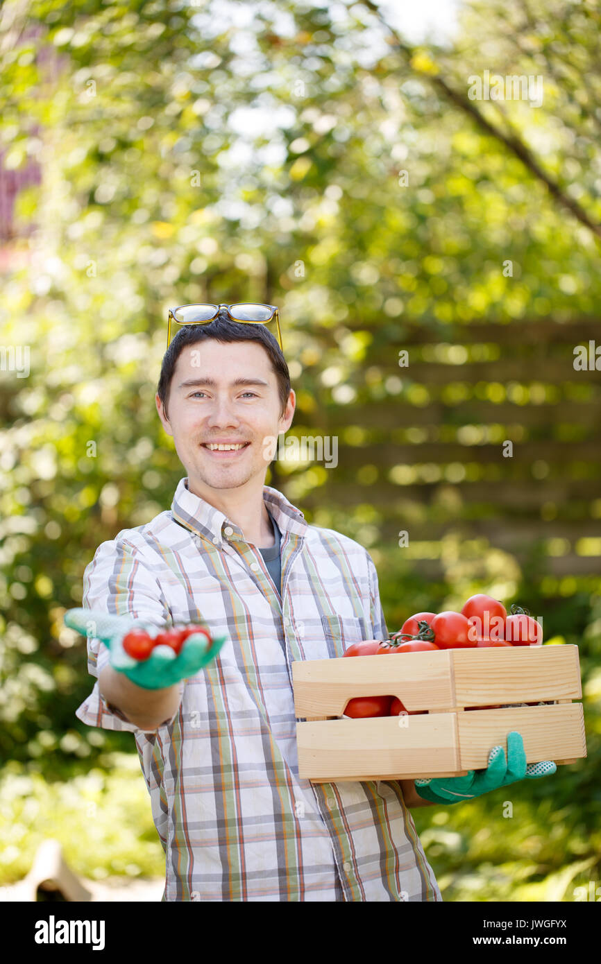 Contadino con scatola di pomodoro Foto Stock