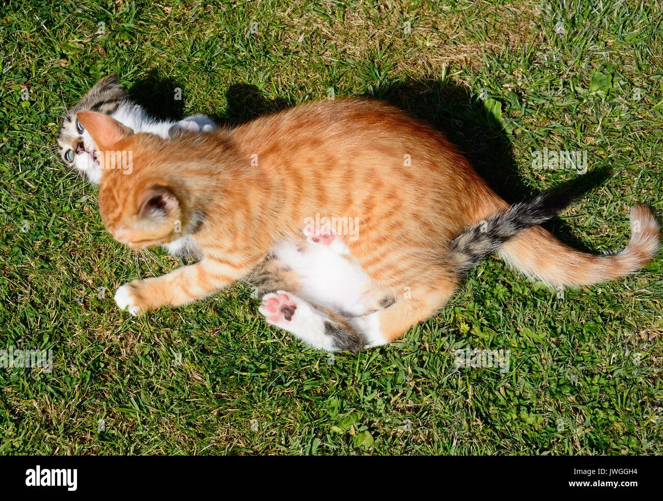Sottobicchiere per auto Animali domestici Bere da solo Gatto all