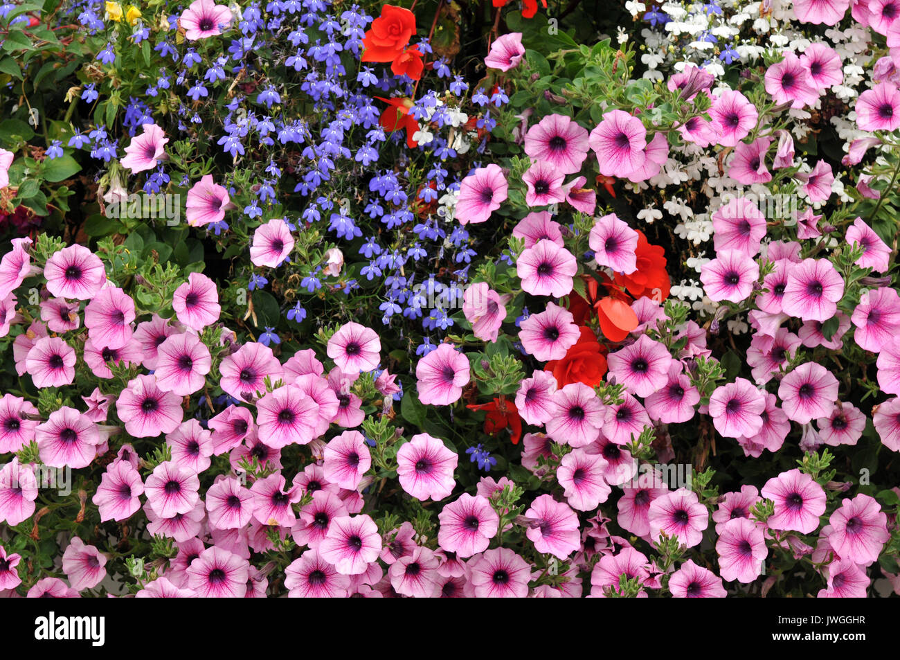 Un host di bellissimi fiori estivi al di fuori di un pub a Padstow in Cornovaglia. rosa e viola le peonie e margherite in una esposizione mozzafiato di colore. Foto Stock