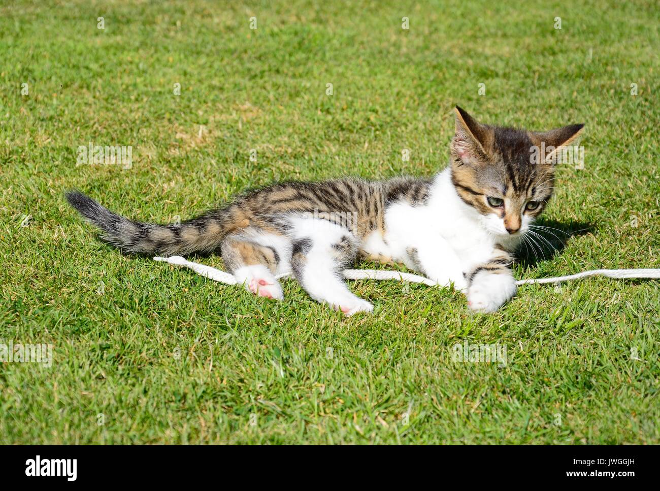 Nove settimane vecchio grigio tabby kitten giocando con un laccio in giardino, UK. Foto Stock