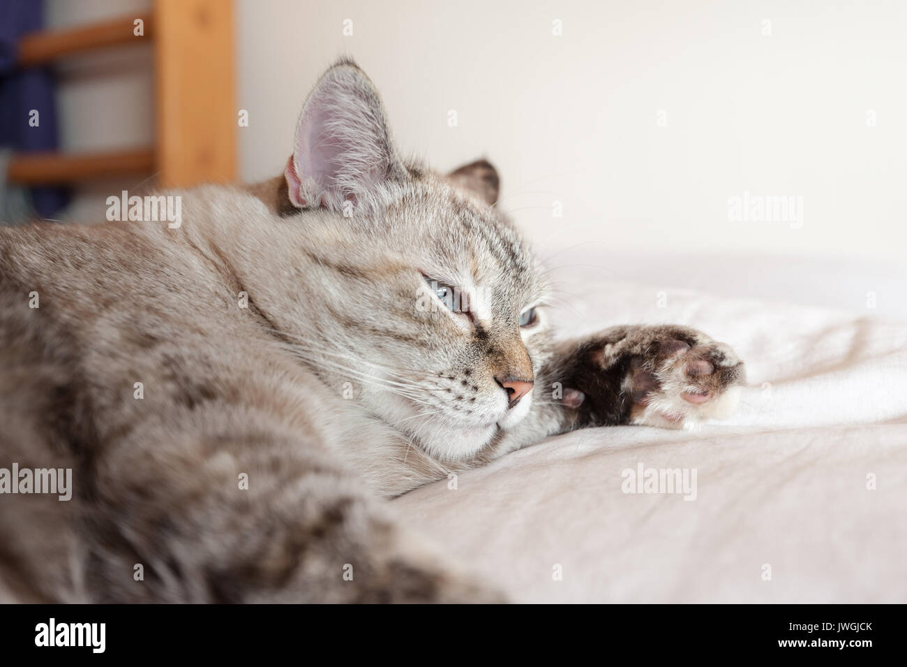 Ritratto di tabby cat su brown plaid. Gatto europeo. Foto Stock