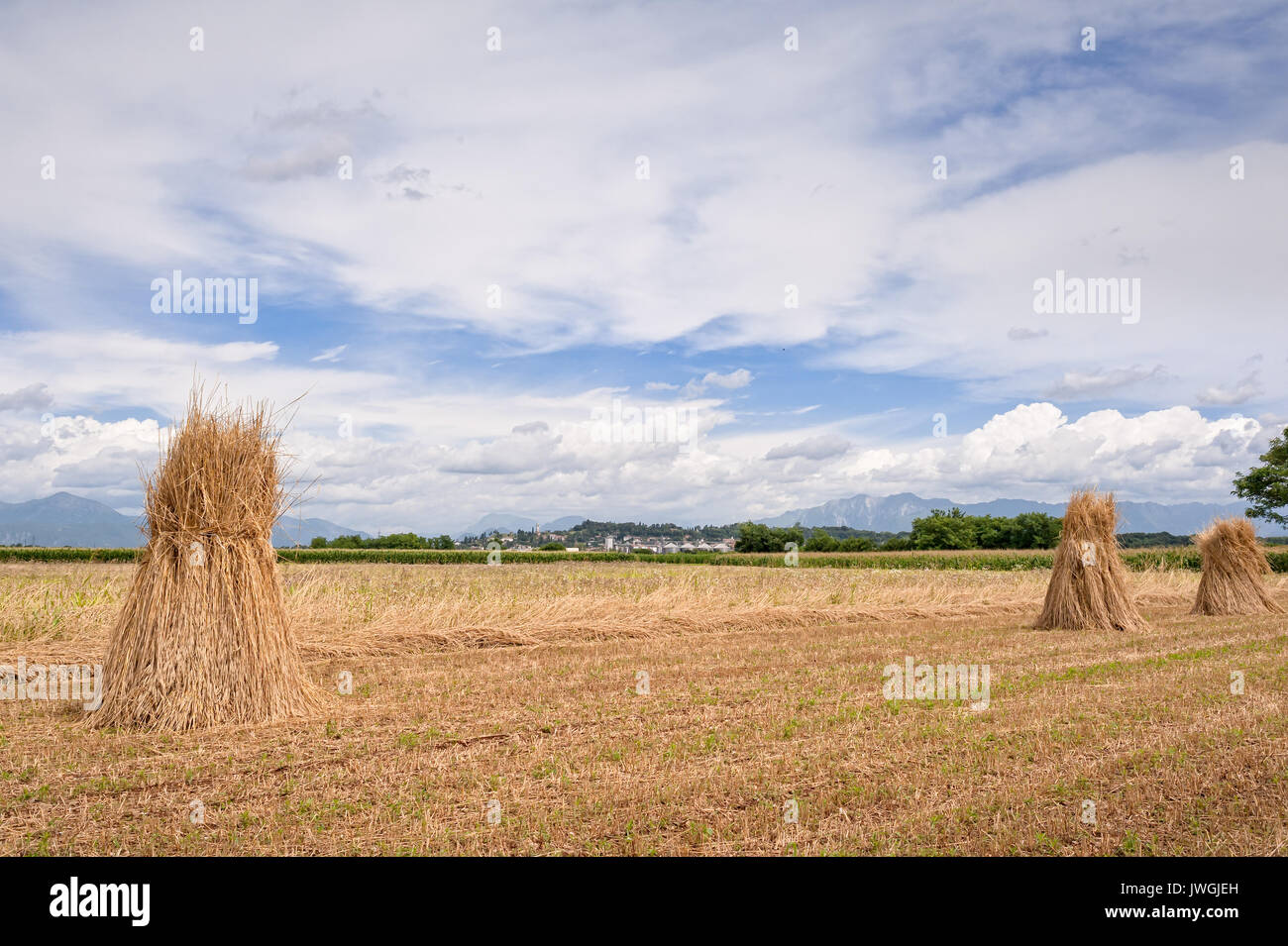 Il paesaggio agricolo. Fatti a mano il raccolto di grano. Covoni di grano. Foto Stock