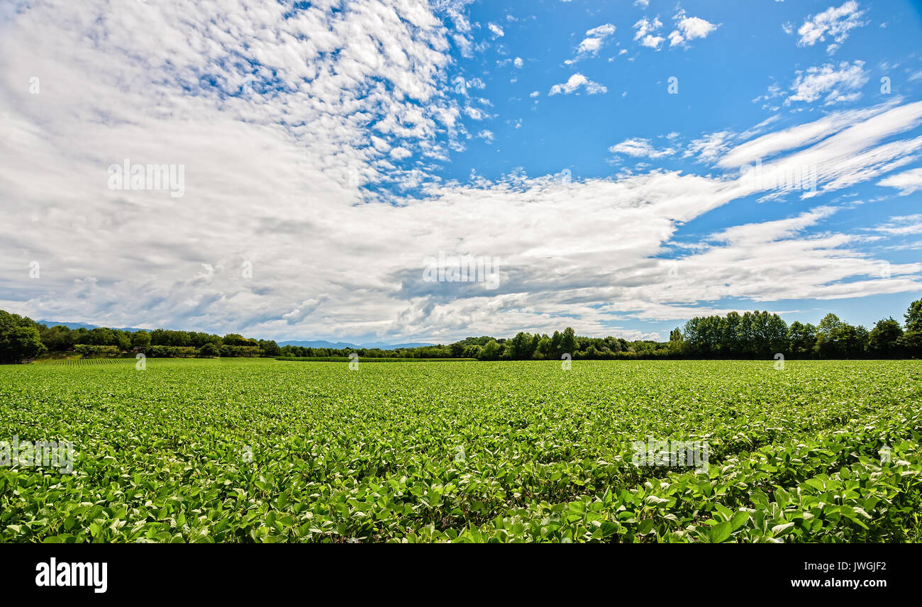 Il paesaggio agricolo. Campo verde di soia. La piantagione di soia. Foto Stock