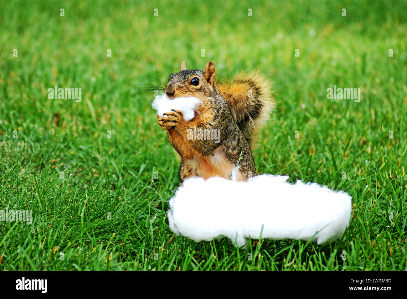 Eastern Fox Squirrel si eleva alto mentre il cotone di lavaggio prelevato da una proprietà di proprietari di mobili da esterno. Un cantiere di pest trovati in Cleveland, Ohio, USA. Foto Stock