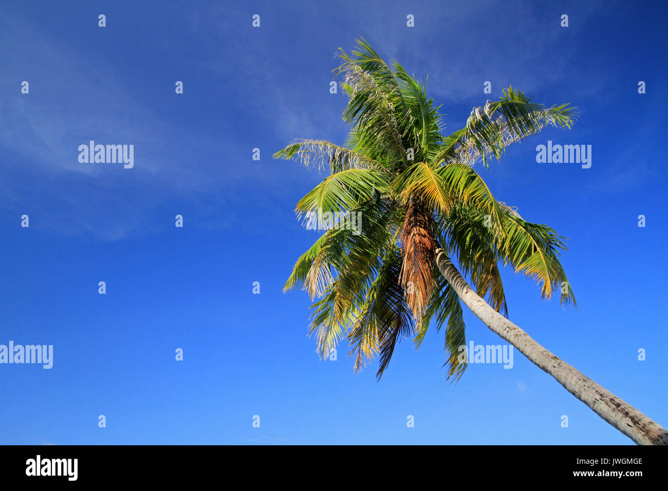Albero di cocco, Ari Atol, Maldive Foto Stock