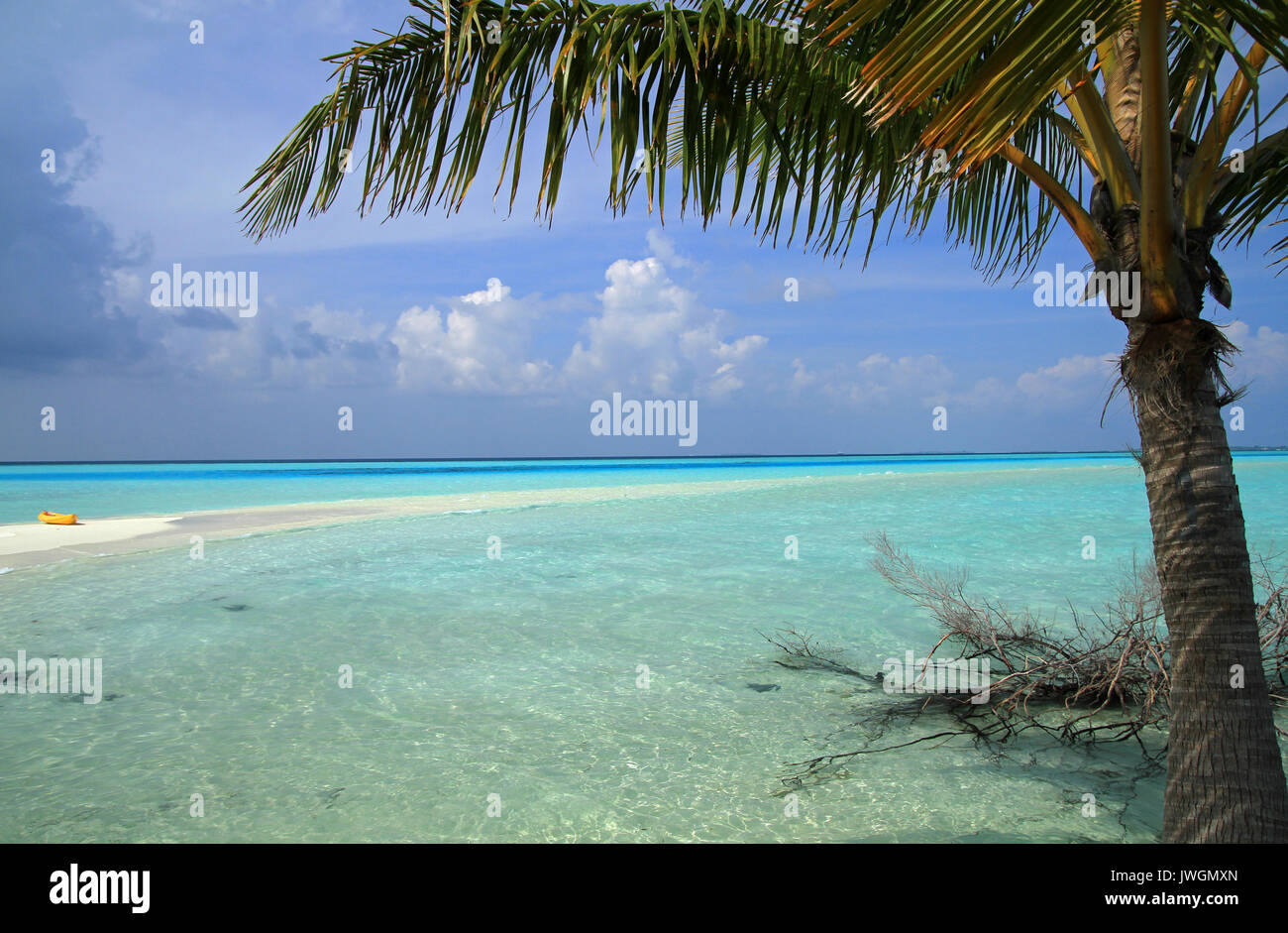 Albero di cocco, Ari Atol, Maldive Foto Stock