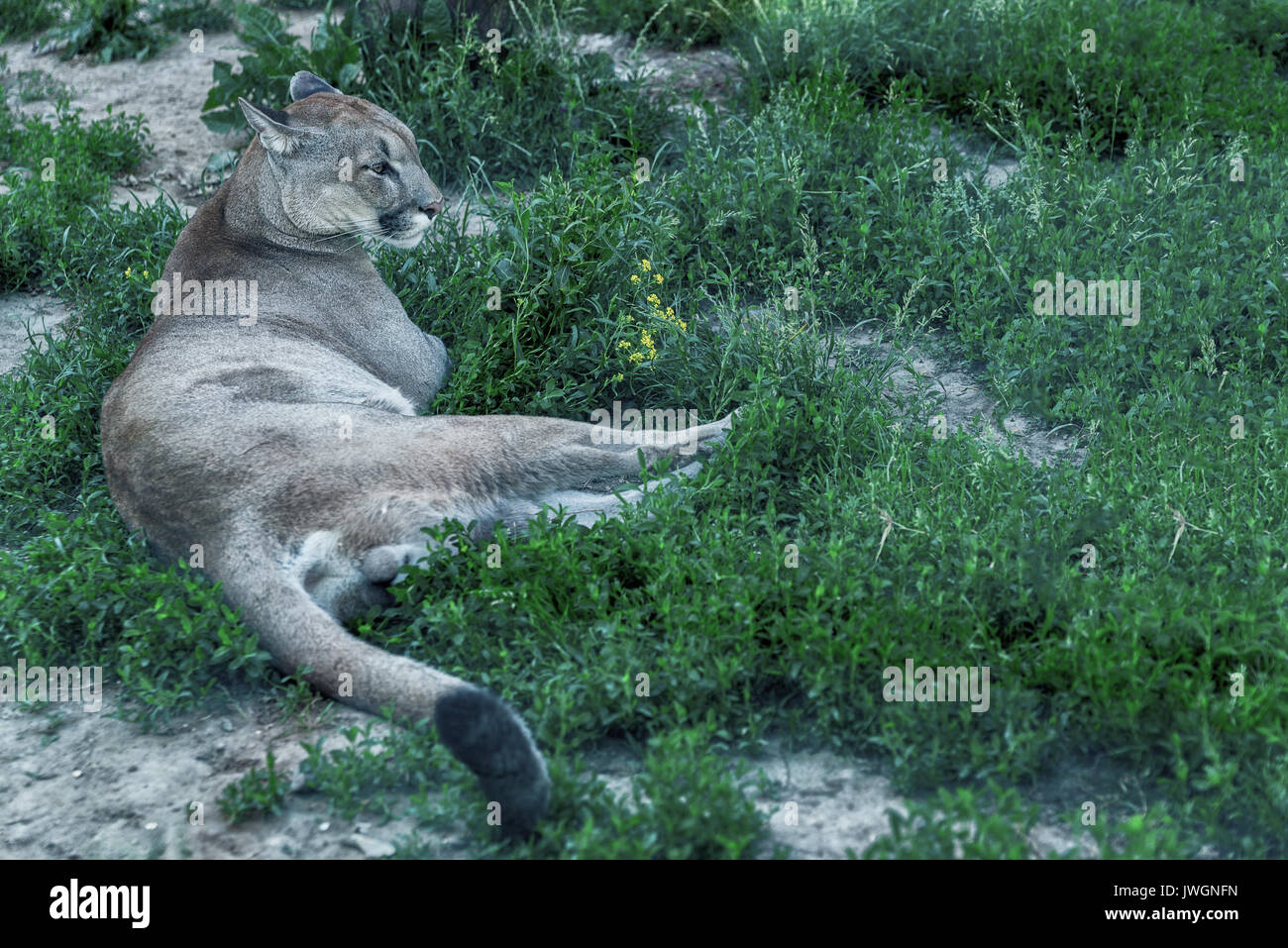 Florida panther o cougar Foto Stock
