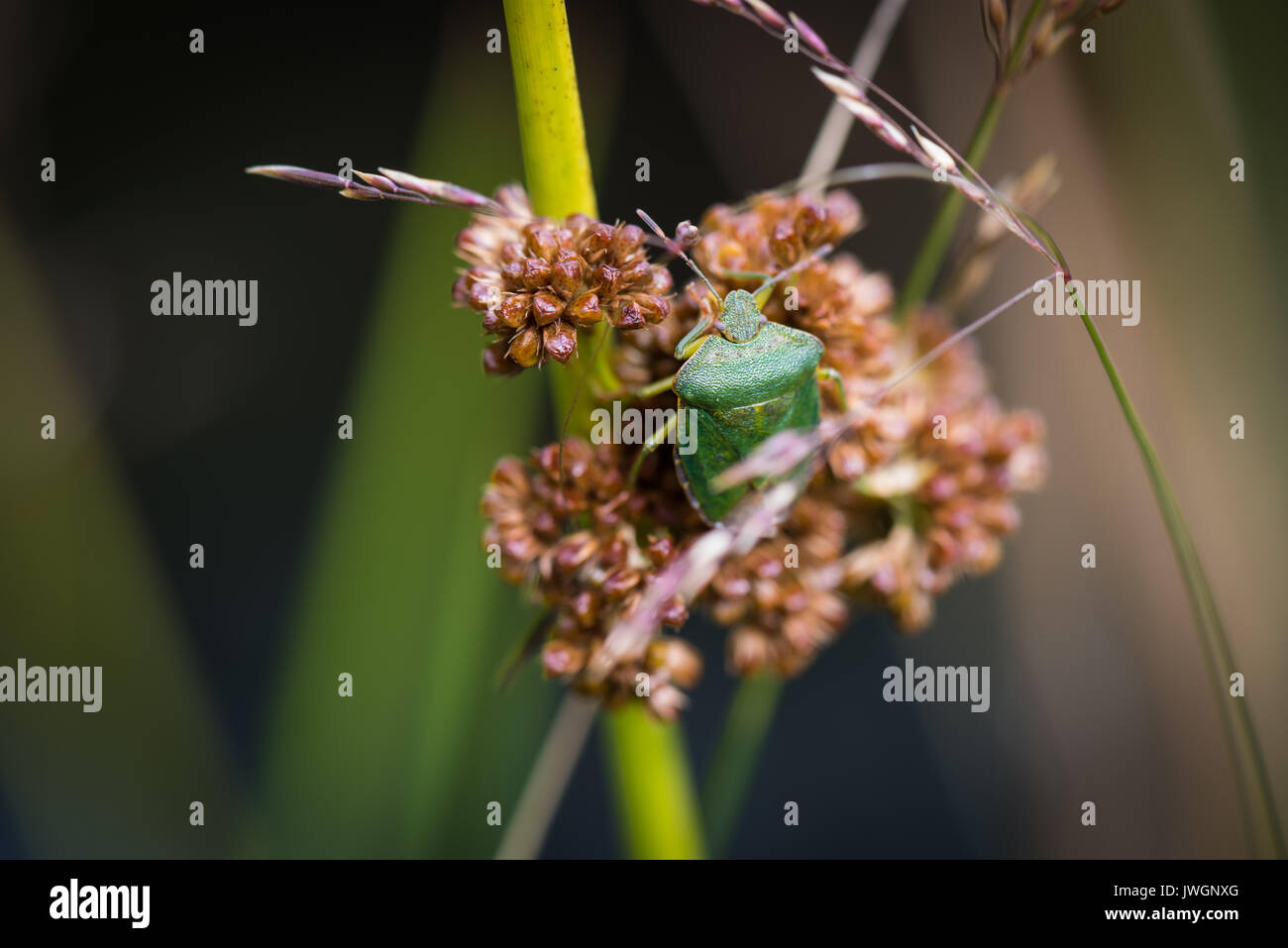 Comune di schermo verde Bug. Appena emerse adulto. Foto Stock