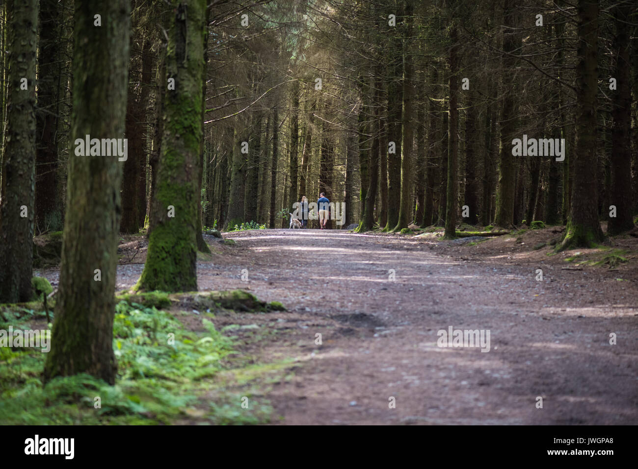 Uomo e donna che cammina nel bosco con il loro cane. Foto Stock