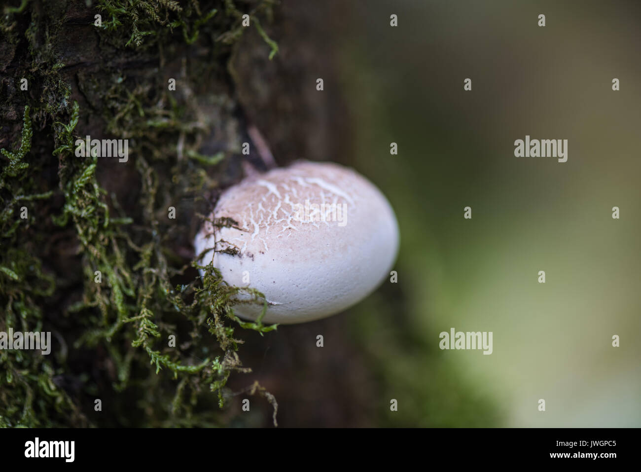 Giovani Birch Polypore (staffa di betulla) fungo. Foto Stock