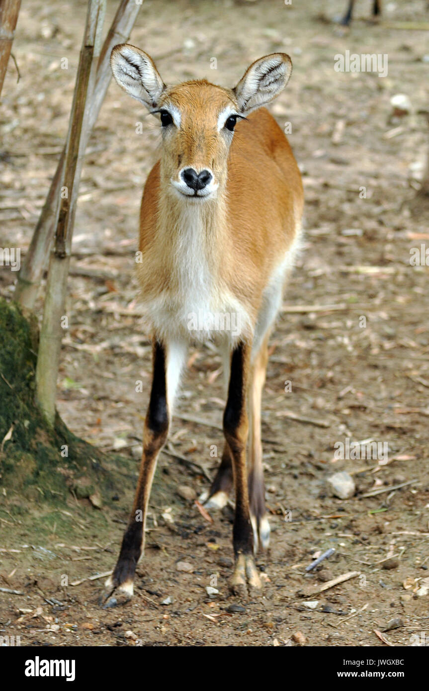 Lechwe si trovano in zone palustri dove mangiano piante acquatiche. Essi utilizzano il ginocchio-acque profonde come protezione dai predatori. Foto Stock