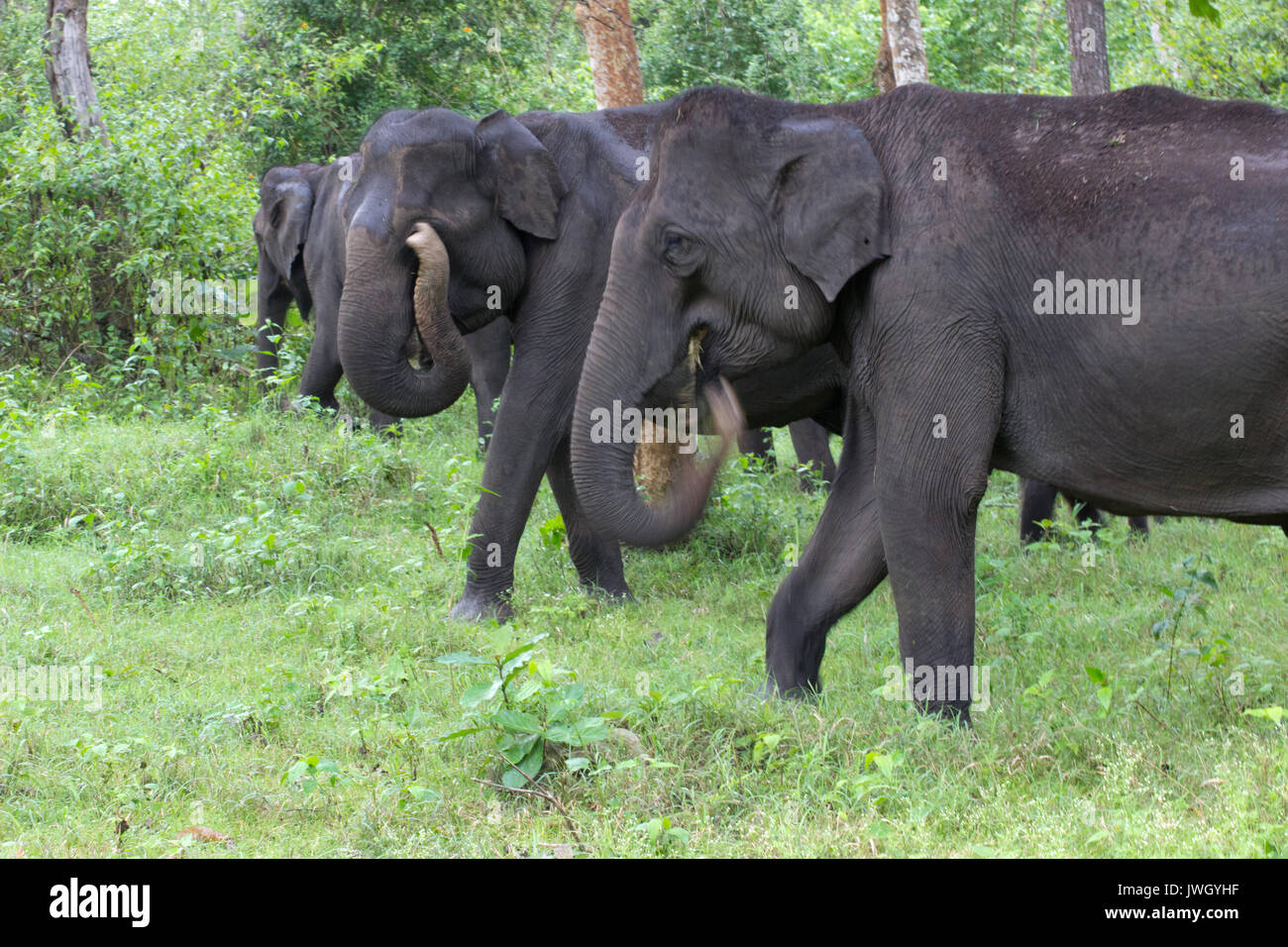 Elefanti indiani Foto Stock