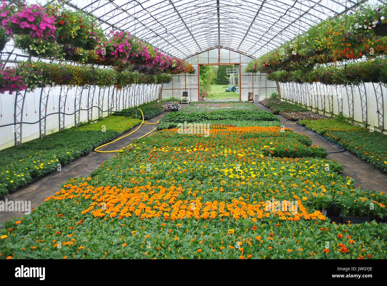Vasi di piante di Calendula e cesti floreali pendenti in una casa verde Foto Stock
