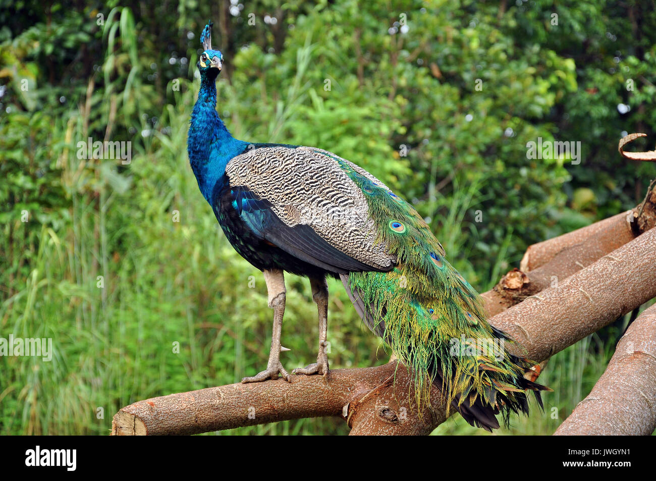 Il peafowl foresta sono uccelli che nidificano a terra ma posatoio in alberi. Essi sono gli alimentatori terrestre. Foto Stock