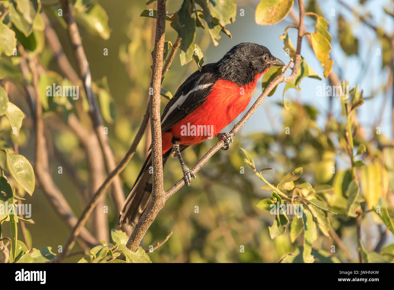 Un crimson-breasted shrike, Laniarius atrococcineus, sul ramo di un albero, Namibia settentrionale Foto Stock
