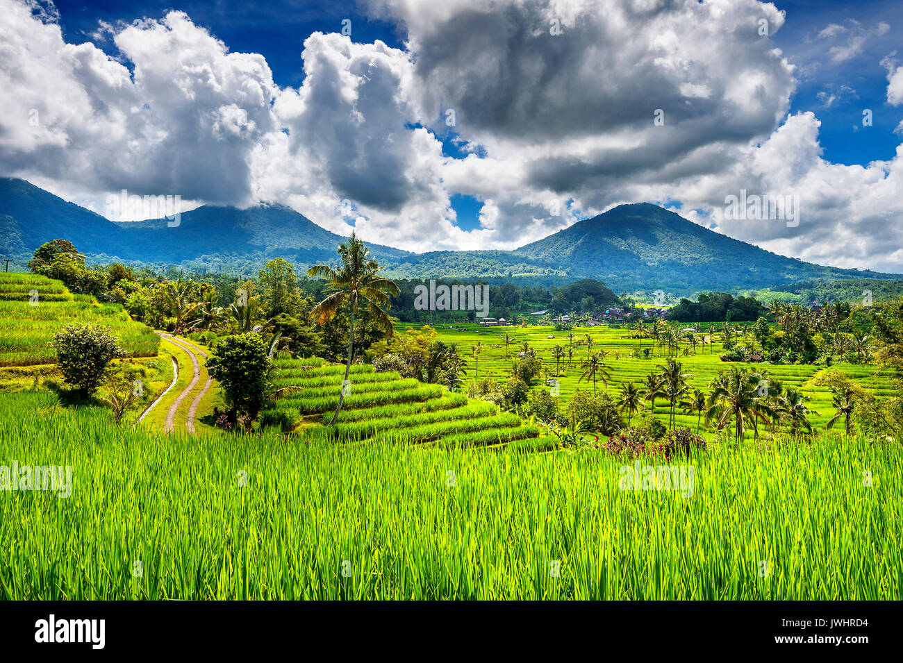 I campi di riso nell isola di Bali, Indonesia. Foto Stock