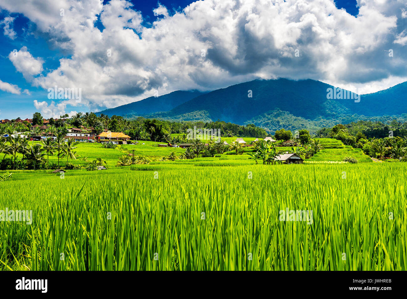 I campi di riso nell isola di Bali, Indonesia. Foto Stock