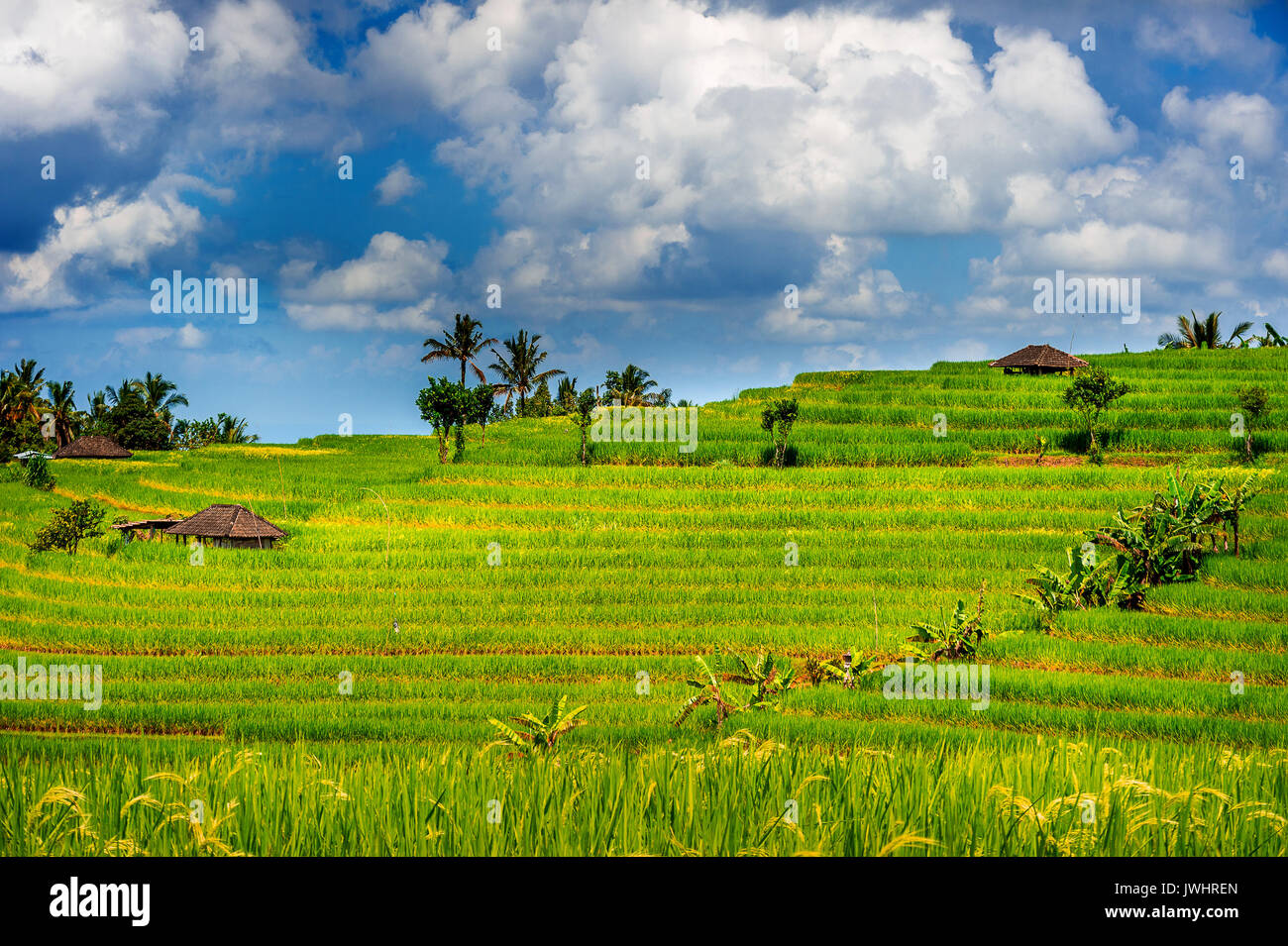 I campi di riso nell isola di Bali, Indonesia. Foto Stock