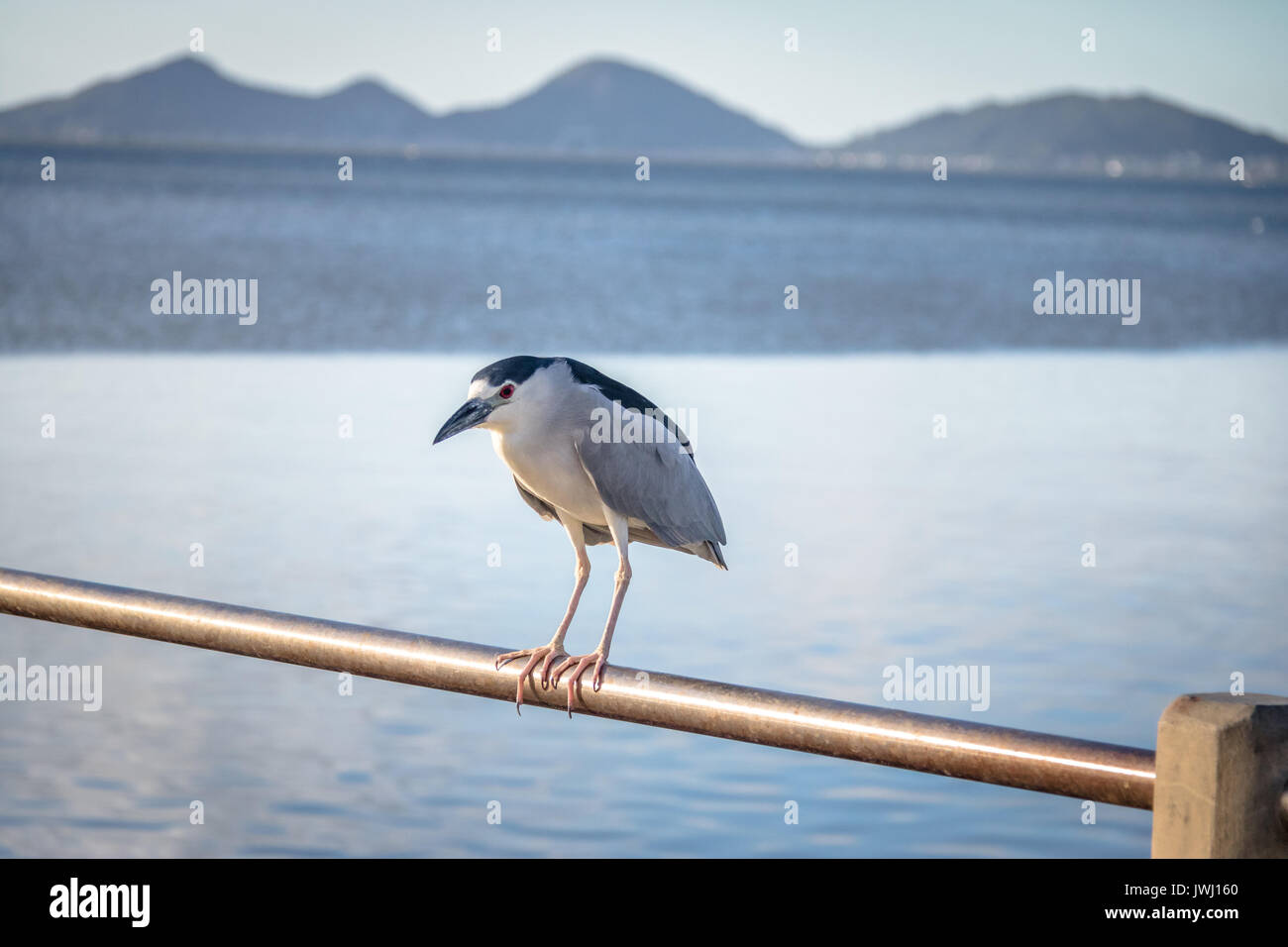 Nitticora - Florianopolis, Santa Catarina, Brasile Foto Stock