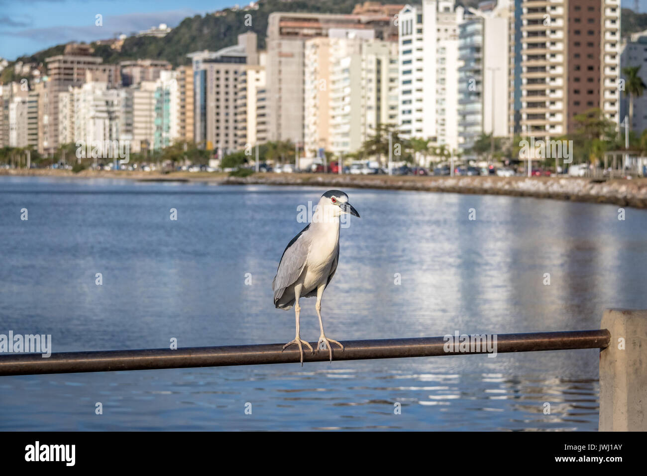 Nitticora e vista città - Florianopolis, Santa Catarina, Brasile Foto Stock