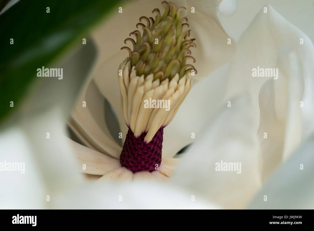 Fiore di magnolia in posizione completamente aperta in modo da rivelare la stame e lo stigma. Foto Stock