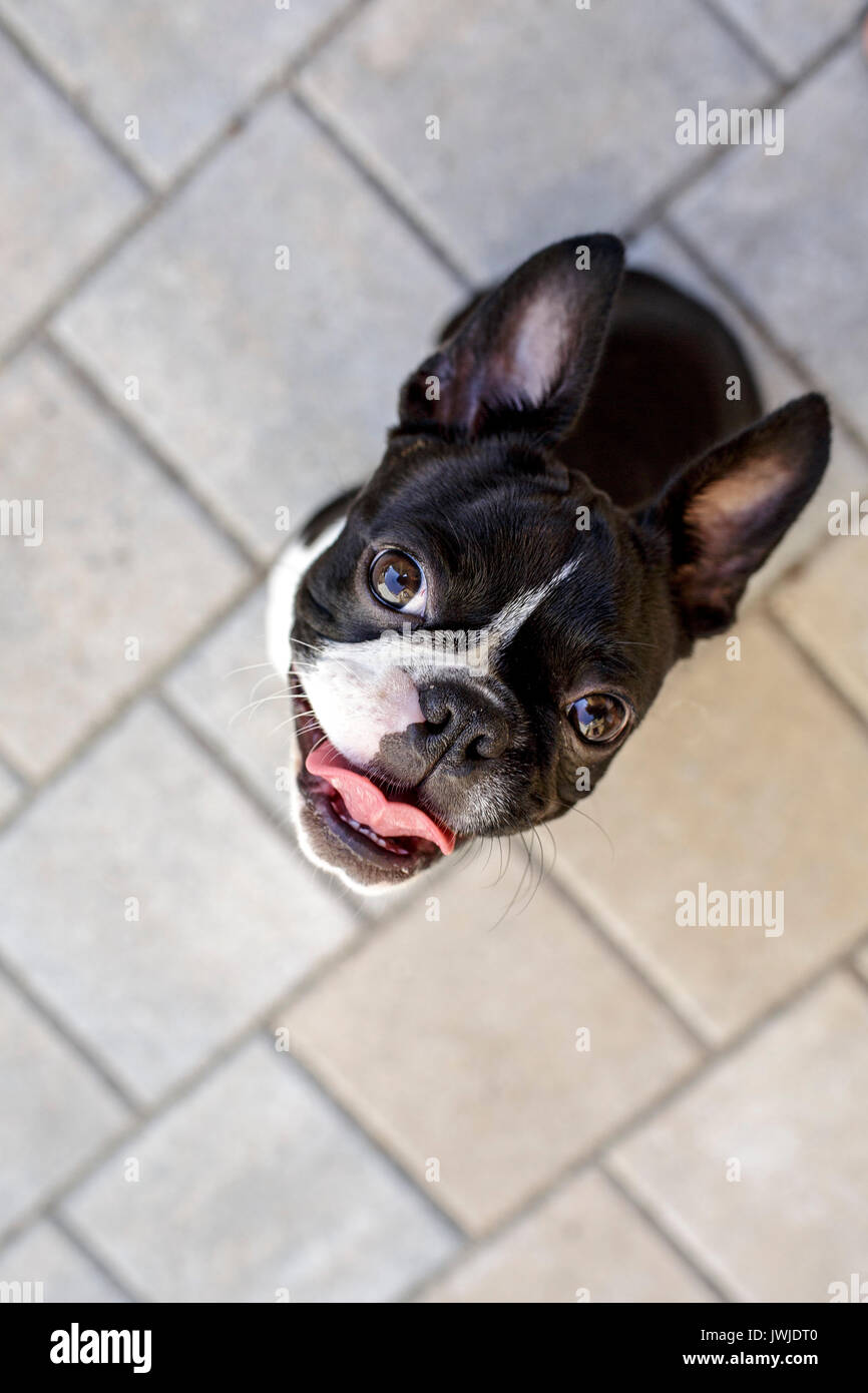 Outdoor ritratto di una giovane Boston Terrier su una soleggiata giornata estiva Foto Stock