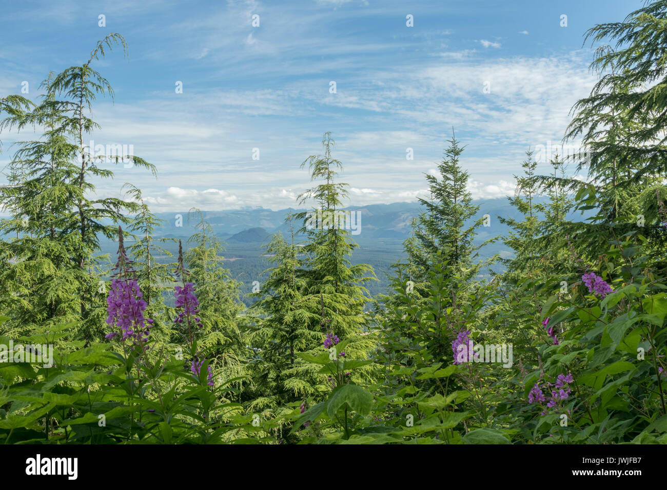 Vista dalla montagna Rattlesnake verso Bessemer di capra e di montagna, nello Stato di Washington, USA Foto Stock