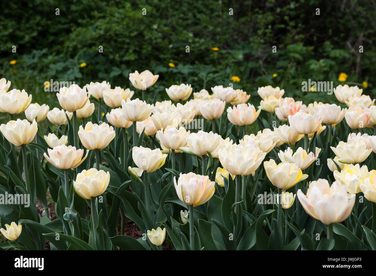 Bella bianca tulipani. Giardino estivo landscape design. Foto Stock