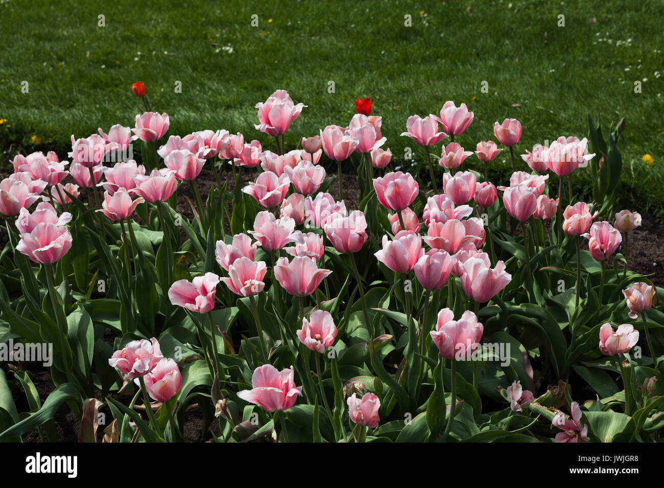Di un bel colore rosa tulipani. Giardino estivo landscape design. Foto Stock
