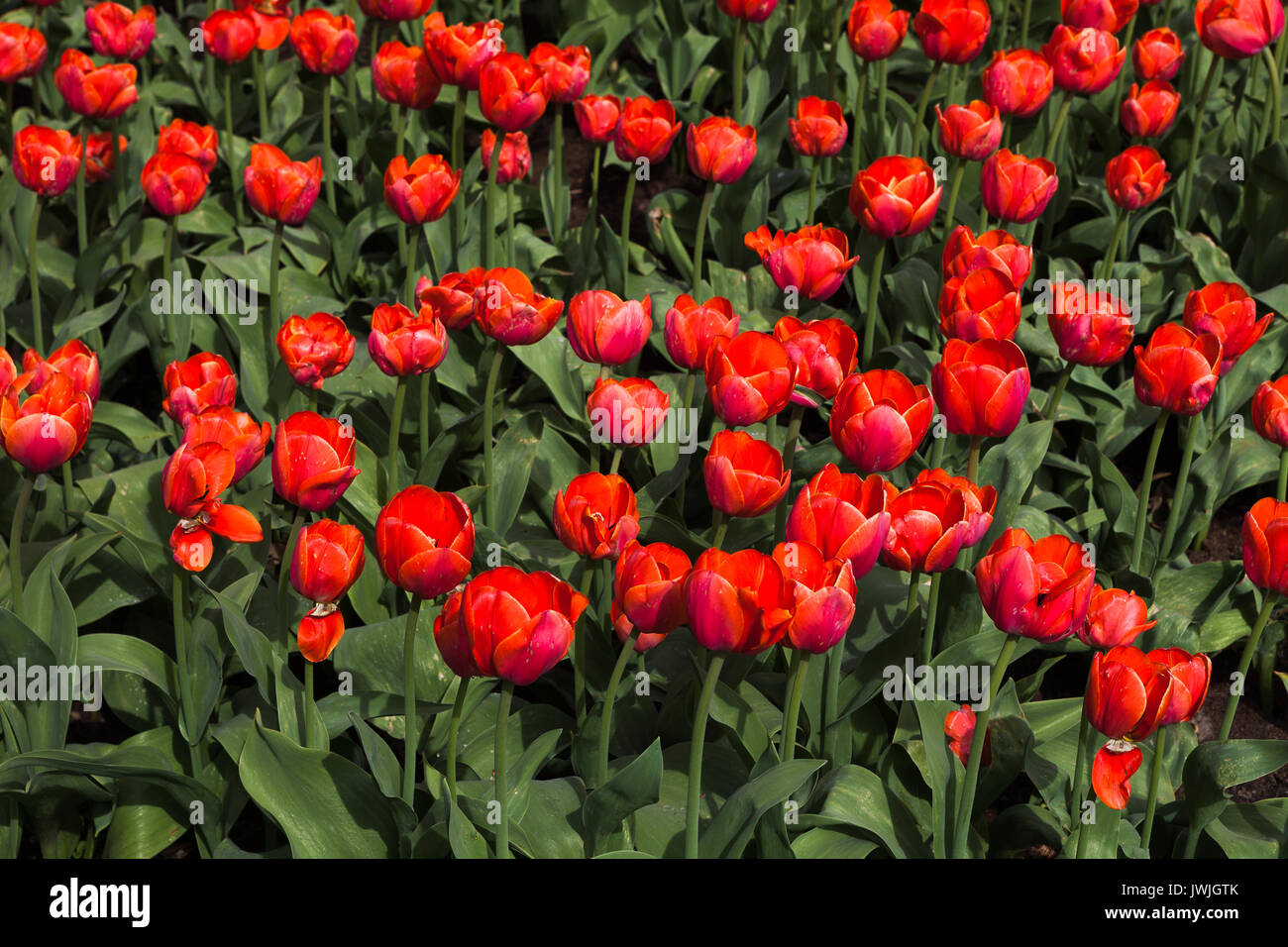 Bella rossa di tulipani. Giardino estivo landscape design. Foto Stock