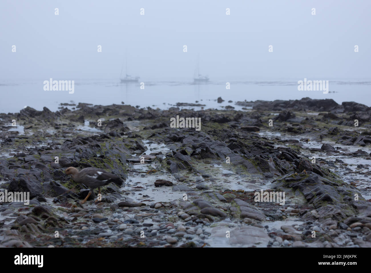 Isola di carcassa nella nebbia Foto Stock